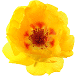 portulaca